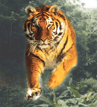 tigerinjunglepicture